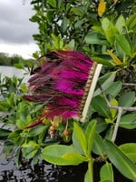 Hot Pink feathers, peacock feathers, studded, off white pleather base